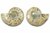 Cut & Polished Ammonite Fossil - Madagascar #377526-1